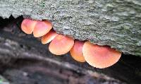 Xeromphalina tenuipes image
