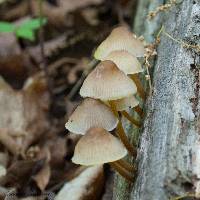 Mycena inclinata image