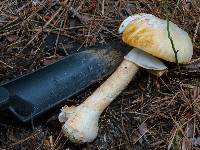 Amanita roseitincta image