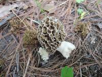 Morchella ulmaria image