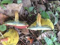 Boletus campestris image