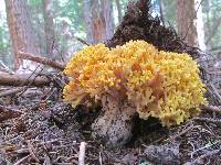 Ramaria rasilispora image