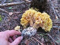 Ramaria rasilispora image