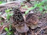 Morchella snyderi image