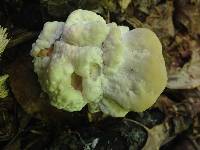 Bondarzewia berkeleyi image