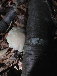 Tyromyces chioneus image