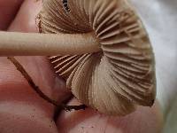 Inocybe leiocephala image