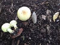 Agaricus auricolor image