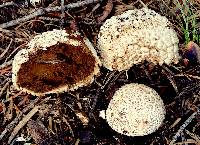 Lycoperdon subcretaceum image