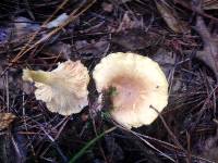 Cantharellus lewisii image