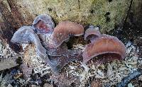 Auricularia fuscosuccinea image