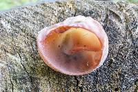 Auricularia fuscosuccinea image