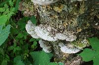 Trametes gibbosa image