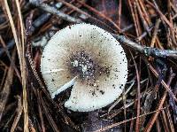 Amanita solaniolens image