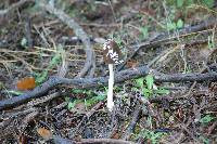 Coprinopsis picacea image