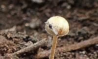 Agrocybe splendida image