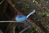 Mycena interrupta image