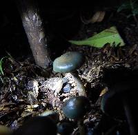 Psilocybe subaeruginascens image