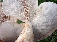 Macrocybe titans image