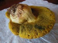 Boletus subtomentosus image