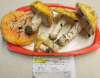 Amanita aprica image