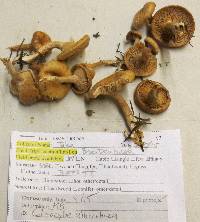 Clitocybe albirhiza image