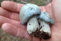 Hygrophorus caeruleus image