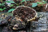 Phellinus gilvus image