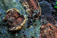 Phellinus gilvus image
