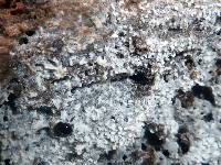 Ceratiomyxa fruticulosa var. fruticulosa image