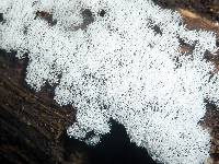 Ceratiomyxa fruticulosa var. fruticulosa image