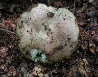 Lactarius argillaceifolius image