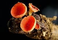 Sarcoscypha occidentalis image