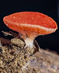 Sarcoscypha occidentalis image