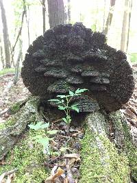 Phellinus robiniae image