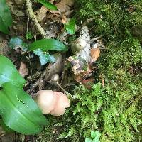 Entoloma rhodopolium image