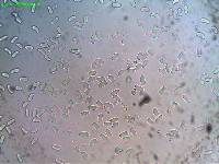 Heliocybe sulcata image