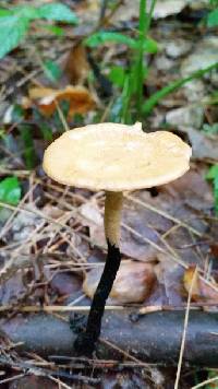 Polyporus leptocephalus image