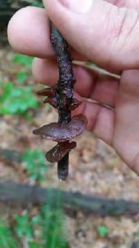 Auricularia americana image