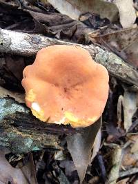 Lactarius hygrophoroides image