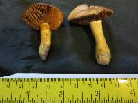 Cortinarius lucorum image