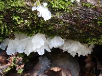 Tremella fuciformis image