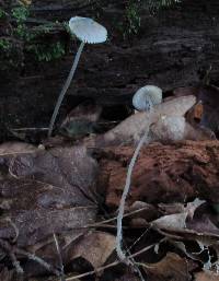 Mycena subcaerulea image