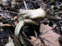 Megacollybia rodmanii image
