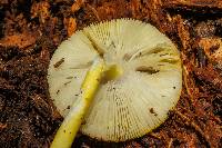 Amanita frostiana image