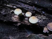 Hypholoma subviride image