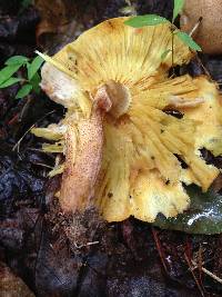 Tricholomopsis rutilans image