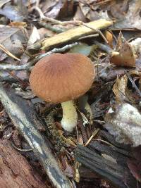 Psathyrella delineata image