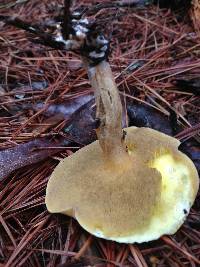 Suillus americanus image