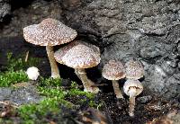 Psathyrella pennata image